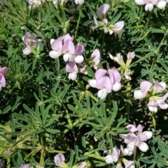 Lotus australis (Austral Trefoil) at Yarralumla, ACT - 26 Dec 2018 by jpittock