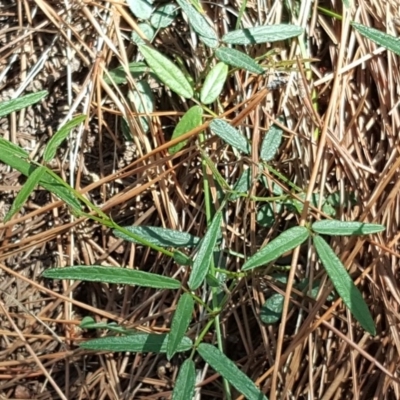 Grona varians (Slender Tick-Trefoil) at Isaacs, ACT - 26 Dec 2018 by Mike