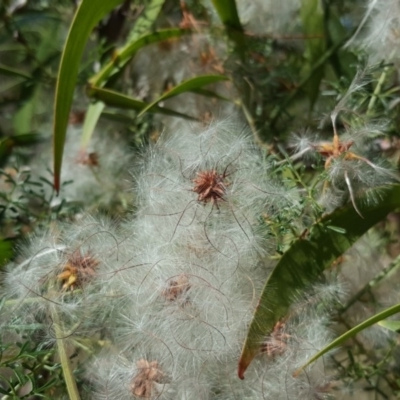 Clematis leptophylla (Small-leaf Clematis, Old Man's Beard) at Isaacs, ACT - 25 Dec 2018 by Mike