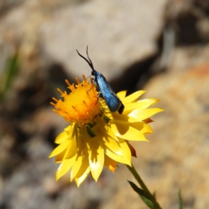 Pollanisus apicalis at Kambah, ACT - 24 Dec 2018