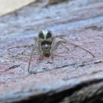 Deliochus pulcher (Beautiful Deliochus spider) at Macarthur, ACT - 26 Dec 2018 by RodDeb