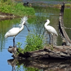 Platalea regia at Fyshwick, ACT - 25 Dec 2018 11:54 AM