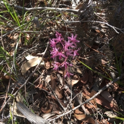 Dipodium roseum (Rosy Hyacinth Orchid) at Bawley Point, NSW - 26 Dec 2018 by Marg