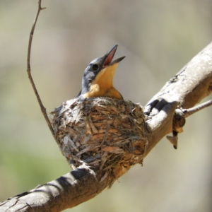 Myiagra rubecula at Kambah, ACT - 24 Dec 2018 02:08 PM