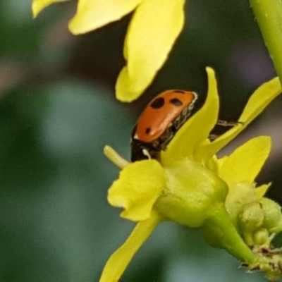 Hippodamia variegata (Spotted Amber Ladybird) at Narrabundah, ACT - 21 Dec 2018 by Mike