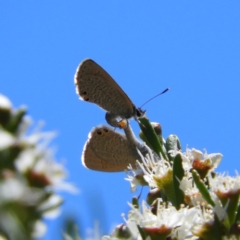 Nacaduba biocellata (Two-spotted Line-Blue) at Kambah, ACT - 24 Dec 2018 by MatthewFrawley