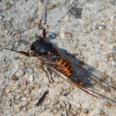 Yoyetta robertsonae (Clicking Ambertail) at Cook, ACT - 24 Dec 2018 by CathB