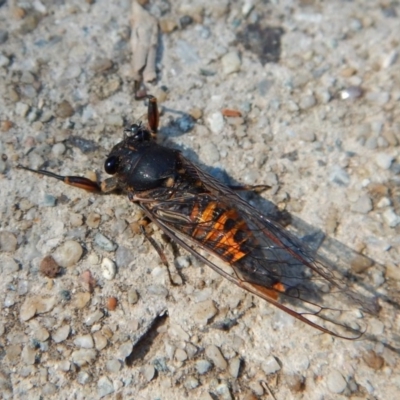 Yoyetta robertsonae (Clicking Ambertail) at Cook, ACT - 24 Dec 2018 by CathB