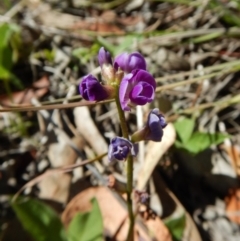 Glycine tabacina (Variable Glycine) at Cook, ACT - 24 Dec 2018 by CathB