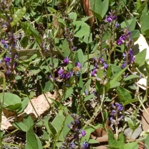 Glycine tabacina at Cook, ACT - 24 Dec 2018 11:27 AM