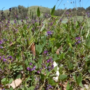 Glycine tabacina at Cook, ACT - 24 Dec 2018 11:27 AM