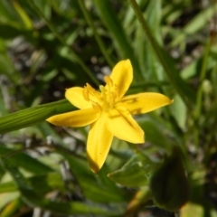 Hypoxis hygrometrica var. villosisepala (Golden Weather-grass) at Cook, ACT - 24 Dec 2018 by CathB