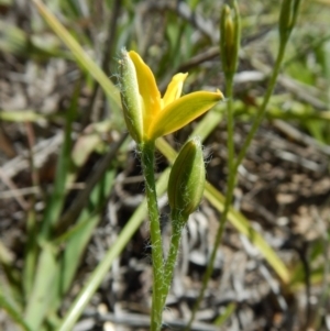 Hypoxis hygrometrica var. villosisepala at Cook, ACT - 24 Dec 2018