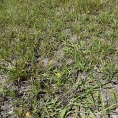 Hypoxis hygrometrica var. villosisepala at Cook, ACT - 24 Dec 2018 11:17 AM