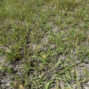 Hypoxis hygrometrica var. villosisepala at Cook, ACT - 24 Dec 2018 11:17 AM