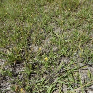 Hypoxis hygrometrica var. villosisepala at Cook, ACT - 24 Dec 2018