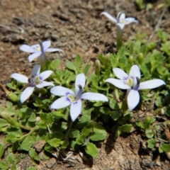 Isotoma fluviatilis subsp. australis (Swamp Isotome) at Cook, ACT - 22 Dec 2018 by CathB