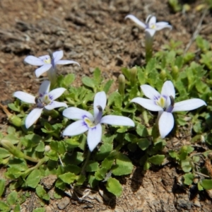 Isotoma fluviatilis subsp. australis at Cook, ACT - 22 Dec 2018 01:13 PM