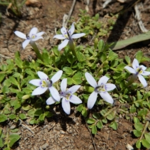 Isotoma fluviatilis subsp. australis at Cook, ACT - 22 Dec 2018 01:13 PM