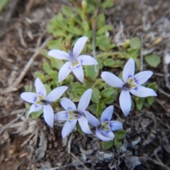 Isotoma fluviatilis subsp. australis at Cook, ACT - 22 Dec 2018 01:13 PM