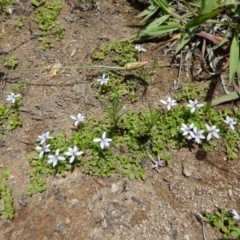 Isotoma fluviatilis subsp. australis at Cook, ACT - 22 Dec 2018 01:13 PM