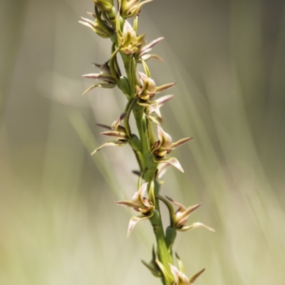 Prasophyllum canaliculatum (Summer Leek Orchid) at Paddys River, ACT - 23 Dec 2018 by GlenRyan