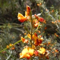 Mirbelia oxylobioides (Mountain Mirbelia) at Dunlop, ACT - 22 Dec 2018 by CathB