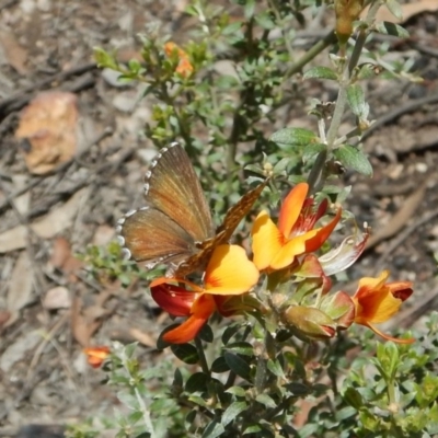 Neolucia agricola (Fringed Heath-blue) at Aranda Bushland - 22 Dec 2018 by CathB