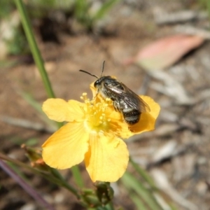 Lasioglossum (Chilalictus) sp. (genus & subgenus) at Dunlop, ACT - 22 Dec 2018 01:06 PM