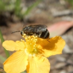 Lasioglossum (Chilalictus) sp. (genus & subgenus) at Dunlop, ACT - 22 Dec 2018