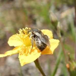 Lasioglossum (Chilalictus) sp. (genus & subgenus) at Dunlop, ACT - 22 Dec 2018 01:06 PM