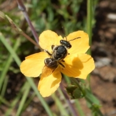 Lasioglossum (Chilalictus) sp. (genus & subgenus) at Dunlop, ACT - 22 Dec 2018 01:06 PM