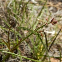 Grona varians (Slender Tick-Trefoil) at Cook, ACT - 24 Dec 2018 by CathB