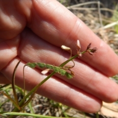 Grona varians at Cook, ACT - 24 Dec 2018 10:37 AM