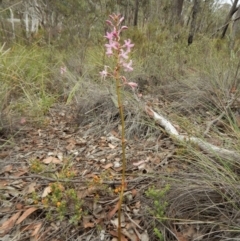 Dipodium roseum at Cook, ACT - 19 Dec 2018