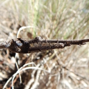 Glenoleon sp. (genus) at Dunlop, ACT - 24 Dec 2018 10:56 AM