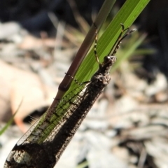 Glenoleon sp. (genus) at Dunlop, ACT - 24 Dec 2018 10:56 AM