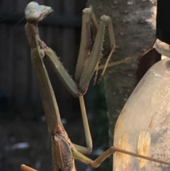 Archimantis sp. (genus) at Theodore, ACT - 26 Dec 2018 04:09 PM