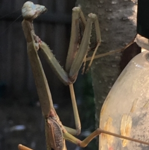 Archimantis sp. (genus) at Theodore, ACT - 26 Dec 2018 04:09 PM