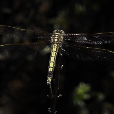 Orthetrum caledonicum (Blue Skimmer) at Bimberi Nature Reserve - 26 Dec 2018 by JohnBundock