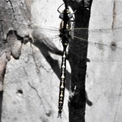 Notoaeschna sagittata (Southern Riffle Darner) at Cotter River, ACT - 26 Dec 2018 by JohnBundock