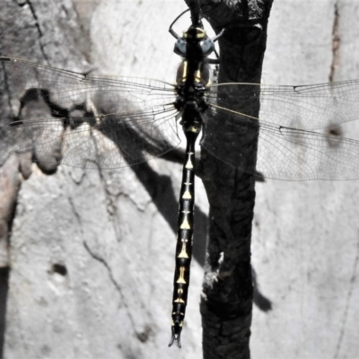 Notoaeschna sagittata (Southern Riffle Darner) at Cotter River, ACT - 26 Dec 2018 by JohnBundock