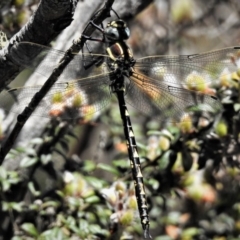 Notoaeschna sagittata at Cotter River, ACT - 26 Dec 2018