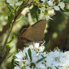 Paralucia pyrodiscus (Fiery Copper) at Kambah, ACT - 24 Dec 2018 by MatthewFrawley