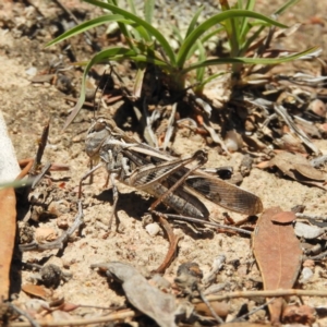 Oedaleus australis at Kambah, ACT - 24 Dec 2018