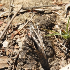 Oedaleus australis at Kambah, ACT - 24 Dec 2018 01:49 PM