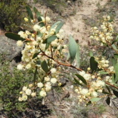 Acacia penninervis var. penninervis (Hickory Wattle) at Mount Taylor - 24 Dec 2018 by MatthewFrawley