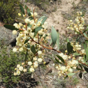 Acacia penninervis var. penninervis at Kambah, ACT - 24 Dec 2018