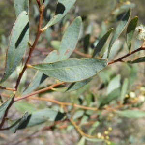 Acacia penninervis var. penninervis at Kambah, ACT - 24 Dec 2018