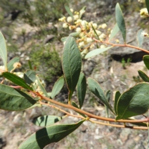 Acacia penninervis var. penninervis at Kambah, ACT - 24 Dec 2018